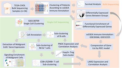 PNOC Expressed by B Cells in Cholangiocarcinoma Was Survival Related and LAIR2 Could Be a T Cell Exhaustion Biomarker in Tumor Microenvironment: Characterization of Immune Microenvironment Combining Single-Cell and Bulk Sequencing Technology